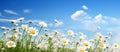 Whimsical Wonders: A Delightful Closeup of White Daisies Against