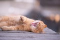 Whimsical Yawn: The Ginger Cat\'s Languid Afternoon Royalty Free Stock Photo