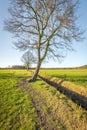 Whimsically shaped crooked tree in the wintry sunlight Royalty Free Stock Photo