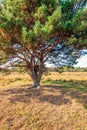 Whimsically shaped scottish pine in the Dutch nature reserve Strijbeekse Heide in North Brabant in the beginning of the fall seas