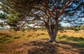 Whimsically shaped scottish pine in the Dutch nature reserve Strijbeekse Heide in North Brabant in the beginning of the fall seas