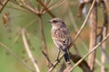 Whinchat Royalty Free Stock Photo