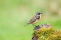 A Whinchat perched on a wood stump