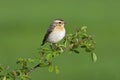 Whinchat (Saxicola rubetra)