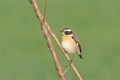 Whinchat / Saxicola rubetra Royalty Free Stock Photo