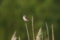 Whinchat (Saxicola rubetra) backlit sitting on top of the reeds