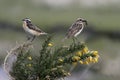 Whinchat, Saxicola rubetra