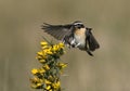 Whinchat, Saxicola rubetra