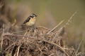 Whinchat, Saxicola rubetra