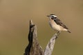 Whinchat, Saxicola rubetra