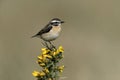 Whinchat, Saxicola rubetra