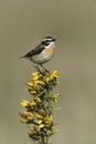 Whinchat, Saxicola rubetra Royalty Free Stock Photo