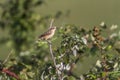 Whinchat (Saxicola rubetra)