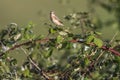 Whinchat (Saxicola rubetra) Royalty Free Stock Photo