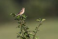 Whinchat (Saxicola rubetra)