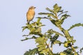 Whinchat (Saxicola rubetra)