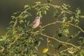 Whinchat (Saxicola rubetra) Royalty Free Stock Photo