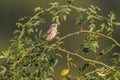 Whinchat (Saxicola rubetra)