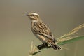 Whinchat Royalty Free Stock Photo