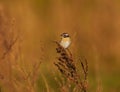 Whinchat (Saxicola rubetra) sitting on top of the shrubs