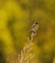 Whinchat (Saxicola rubetra) sitting on top of the shrubs