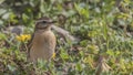 Whinchat among Shrubbery