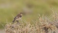 Whinchat on Shrubbery
