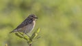 Whinchat on Shrubs