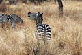 Zebra neigh Royalty Free Stock Photo