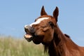 Whinnying horse Royalty Free Stock Photo