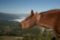 Whinnying horse Royalty Free Stock Photo