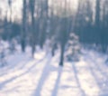 Whinter snow forest, dephocused season background