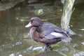 Whio, New Zealand's native and endangered Blue Duck