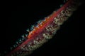 Underwater macro life in the Lembeh Straits of Indonesia