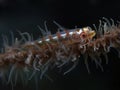 Whip coral goby