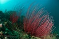 Whip coral, Raja Ampat, Indonesia