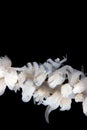 Whip Coral Shrimp