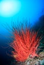 Whip corals on a reef Royalty Free Stock Photo