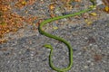 Whip-like green snake - genus of snakes of the family Colubrid