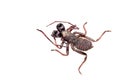 Whip scorpion isolated on white. Royalty Free Stock Photo