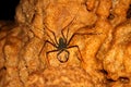 Whip Scorpion Puerto Rico Cave