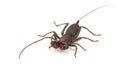 Whip scorpion on white background