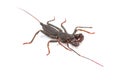 Whip scorpion on white background