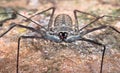 Whip spider, or tailless whip scorpion order Amblypygi