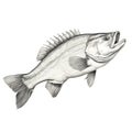 Whiplash Line Illustration Of Barramundi Fish