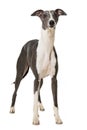 Whippet dog on white background Royalty Free Stock Photo