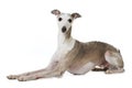 Whippet dog on white background Royalty Free Stock Photo