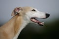 Whippet