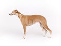 Whippet Royalty Free Stock Photo