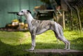 Whippet